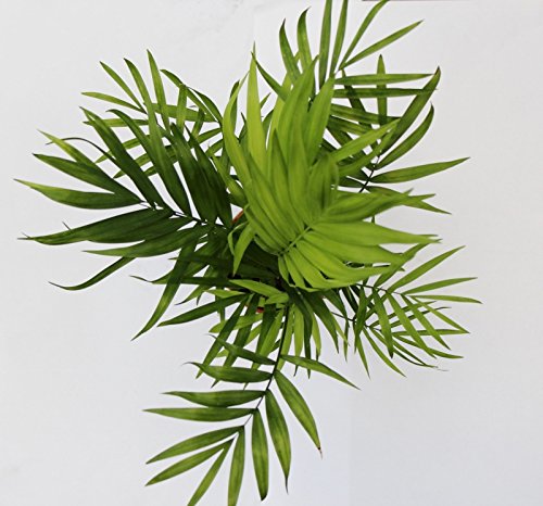 Parlour-Palm-Chamaedorea-Elegans-Indoor-House-Plant-9cm-Pot-20-40cm-0-1